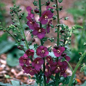 Verbascum phoniceum 'Violetta' 