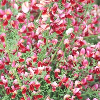 Cytisus x boskoopii 'Windlesham Ruby'