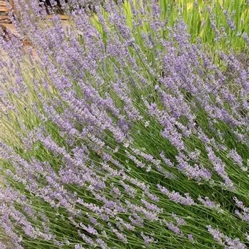 Lavandula x intermedia 'Provence' 
