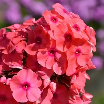 Phlox paniculata 'Cerise' PPAF