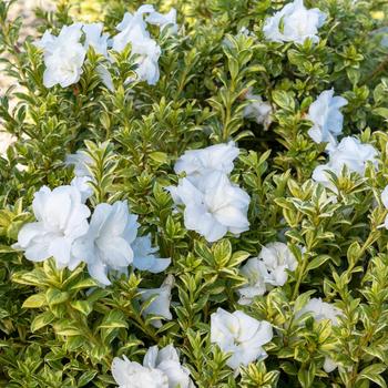 Rhododendron Encore&reg; 'Autumn Moonstruck&trade;' (328330)