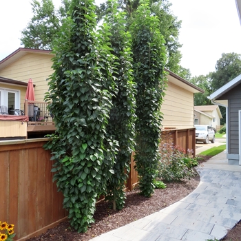 Malus x adstringens 'Jefwall' PP35109