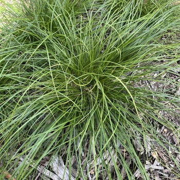 Carex texensis
