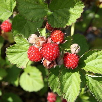 Rubus 'Dorman Red'