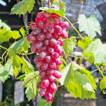 Vitis vinifera 'Flame Seedless' 