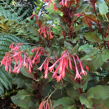 Fuchsia 'European Uprights&trade; Koralle&trade;' USPP26151P3