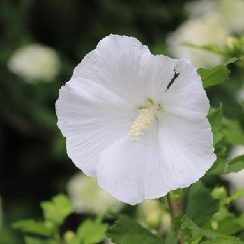 Hibiscus syriacus 'Pure White' PP37,041
