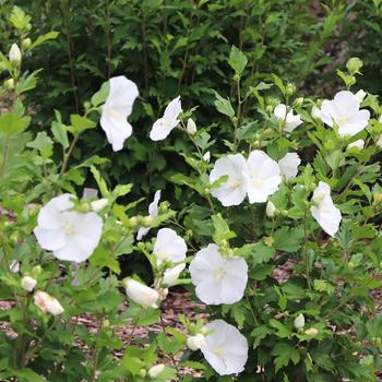 Hibiscus syriacus Paraplu® 'Pure White' (328357)