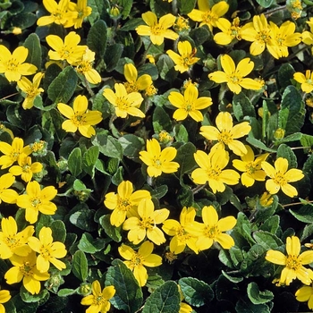 Chrysogonum virginianum 'Pierre'