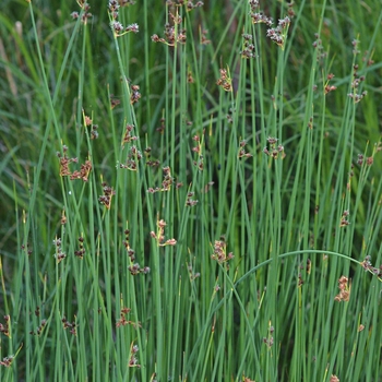 Schoenoplectus tabernaemontani