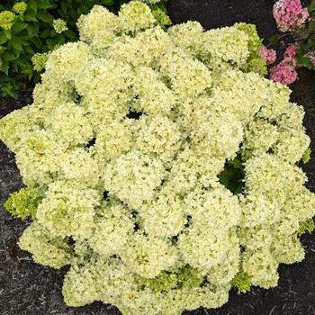 Hydrangea paniculata 'Bubble Bath™' 