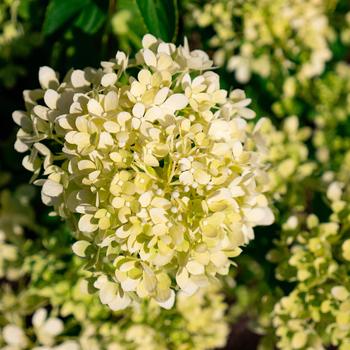 Hydrangea paniculata 'Bubble Bath™' (328364)