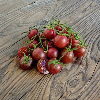 Solanum lycopersicum 'Chocolate Cherry' 