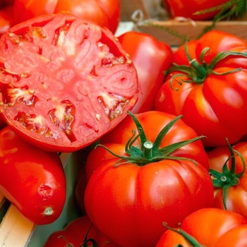 Solanum lycopersicum 'Beefsteak' 