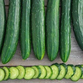 Cucumis sativus 'Sweet Success' 