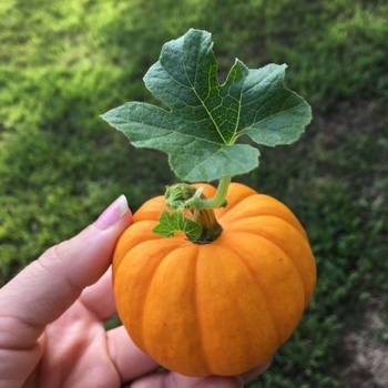 Cucurbita pepo 'Jack Be Little' 