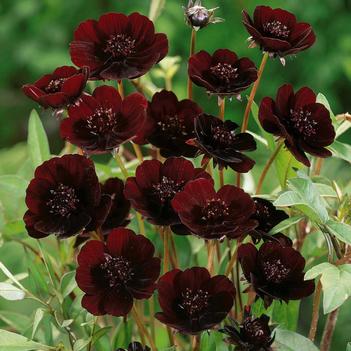 Cosmos atrosanguineus