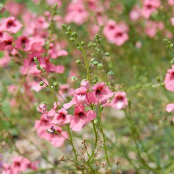 Diascia integerrima 'Coral Canyon®' P0095