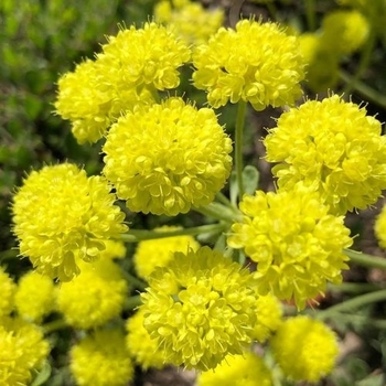Eriogonum umbellatum var. aureum 'Psdowns' PP30354P2