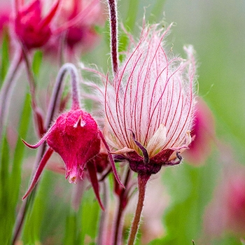 Geum triflorum