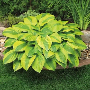 Hosta 'Velvet Moon' 