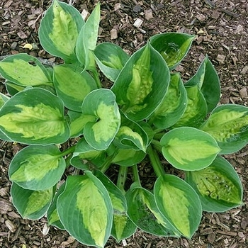 Hosta 'Sunset Grooves'