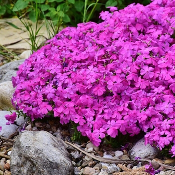 Phlox 