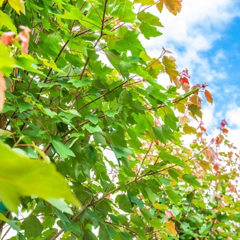 Acer rubrum 'HOSR' HOSR