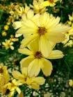 Coreopsis 'Amber' 