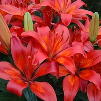 Lilium 'Matrix' 