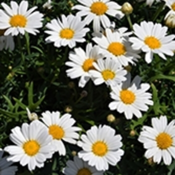 Argyranthemum 'Buttermint' PP26337P2