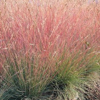 Festuca amethystina 'Superba'
