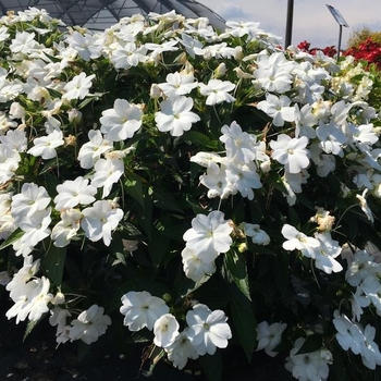 Impatiens 'SAKIMP068' PPAF
