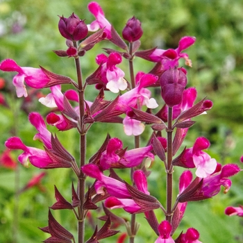 Salvia 'Pink Pong'