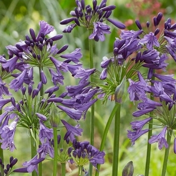 Agapanthus praecox ssp. orientalis 'Stevie's Wonder' 