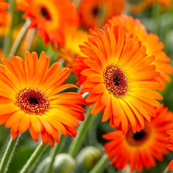 Gerbera 'Garsunset' PP24,152