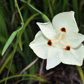 Dietes iridiodes 'Orange Drop' 