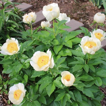 Paeonia 'Silver Dawn Mix' 