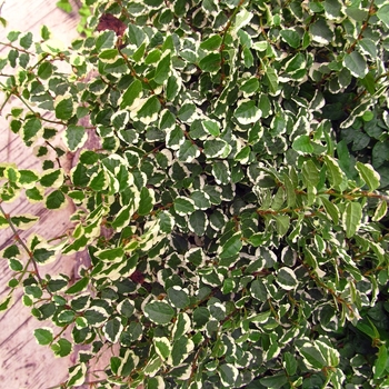 Ficus pumila 'Quercifolia' 