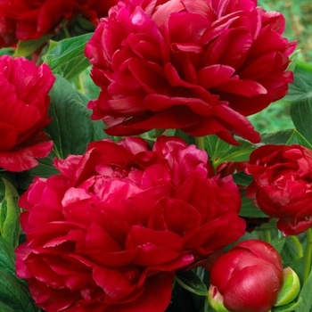 Paeonia 'Henry Bockstoce' 