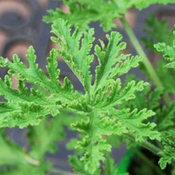 Pelargonium 'Lemon Fizz' 