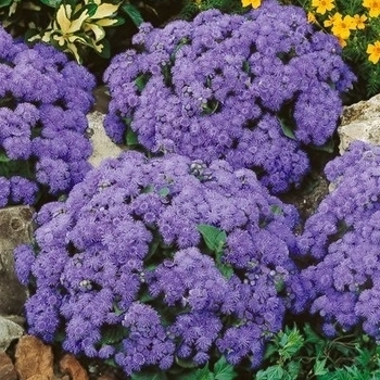 Ageratum houstonianum