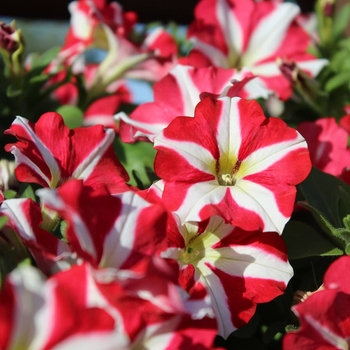 Petunia 'King of Hearts' PP29987P2