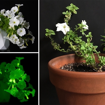 Petunia atkinsiana 'Firefly' 