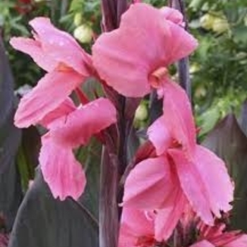 Canna 'Pink Futurity' 