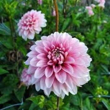 Dahlia 'Strawberry Cream' 