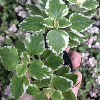 Plectranthus ciliatus 'Variegated' 