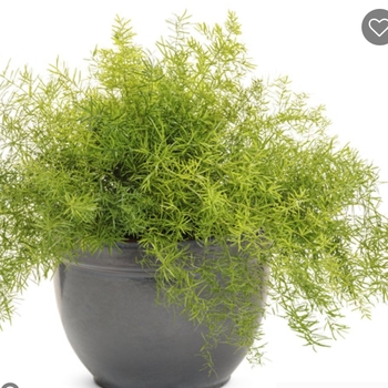 Asparagus aethiopicus