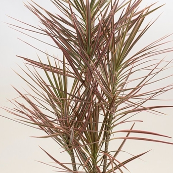 Dracaena marginata 'Colorama' 