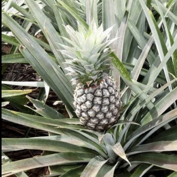 Ananas comosus
